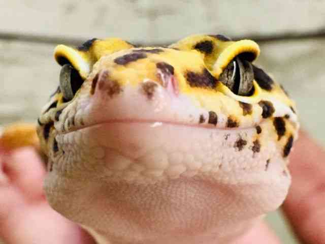 ヒョウモントカゲモドキ