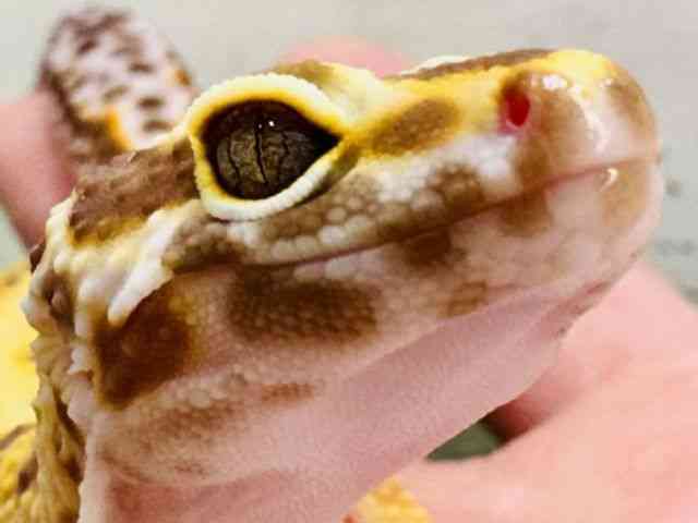 ヒョウモントカゲモドキ