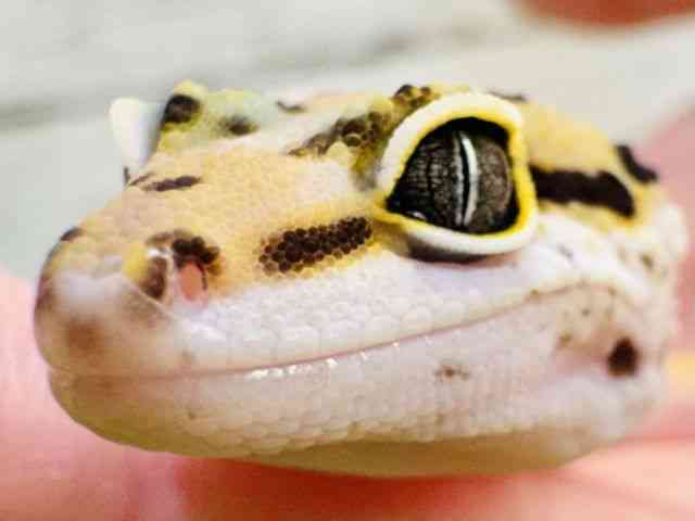 ヒョウモントカゲモドキ