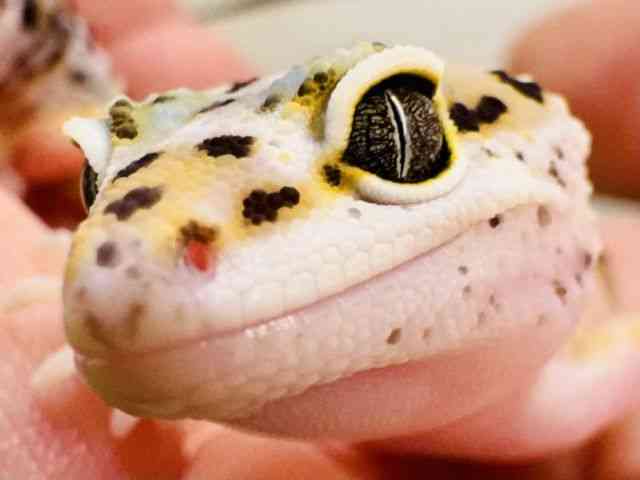 ヒョウモントカゲモドキ