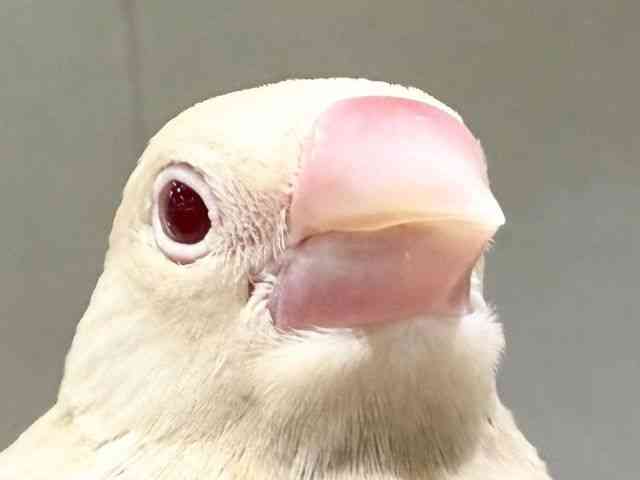 
                    ブンチョウ