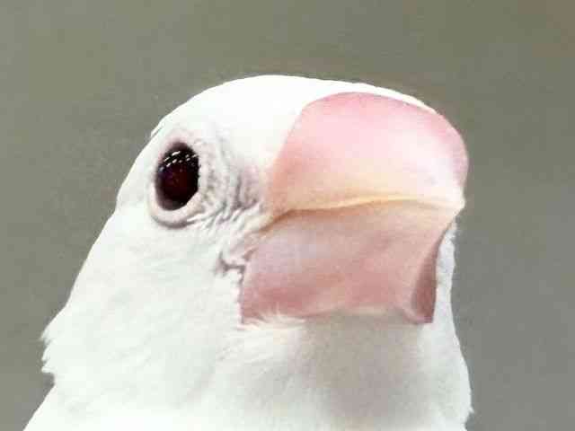 
                    ブンチョウ