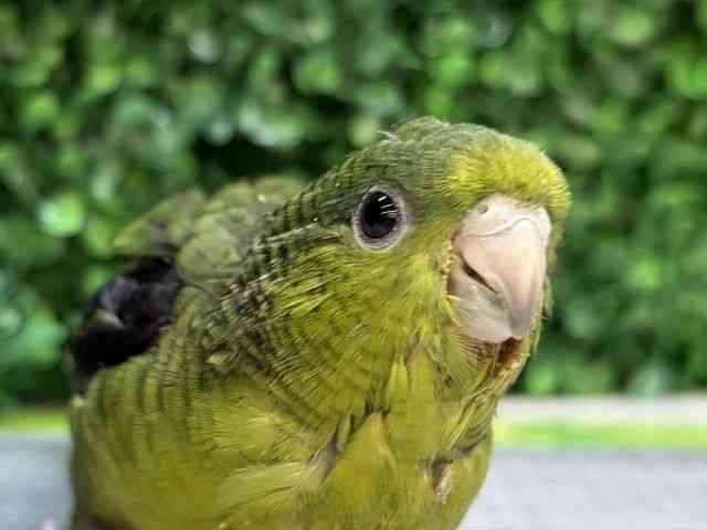 
                    サザナミインコ