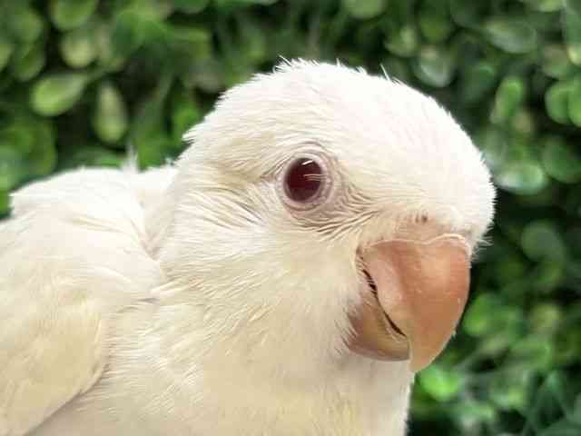 
                    オキナインコ