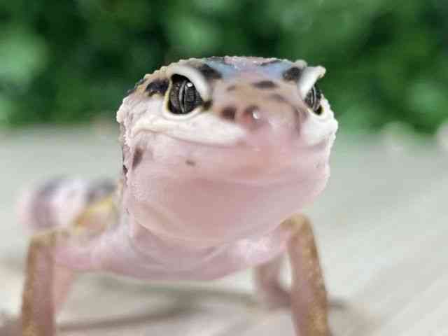 ヒョウモントカゲモドキ