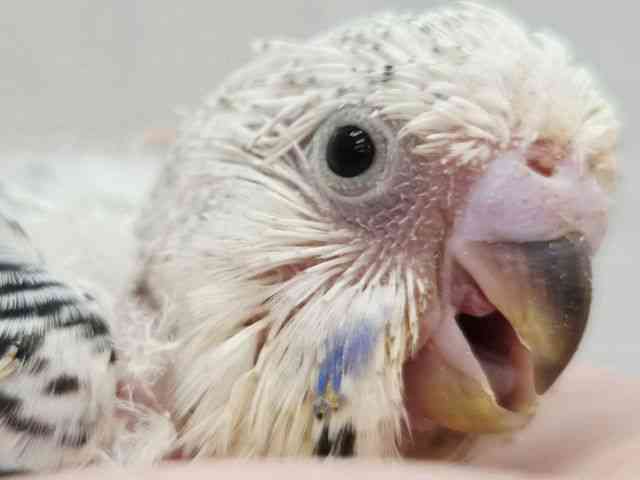 
                    ジャンボセキセイインコ
