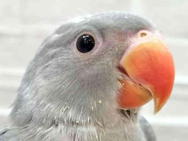 
                    ツキノワインコ（ワカケホンセイインコ）