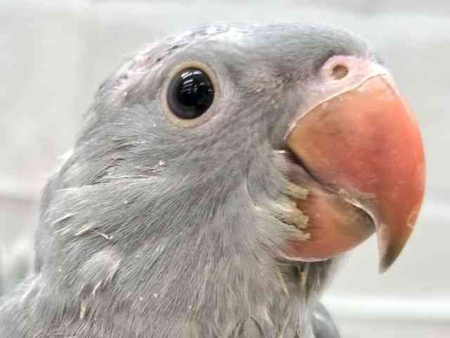 
                    ツキノワインコ（ワカケホンセイインコ）