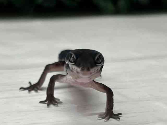 ヒョウモントカゲモドキ