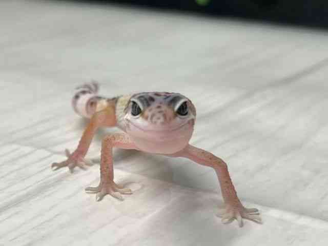 ヒョウモントカゲモドキ
