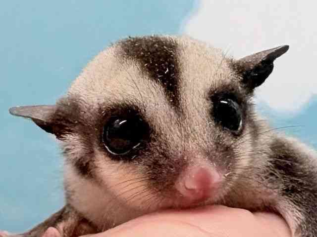 
                    フクロモモンガ