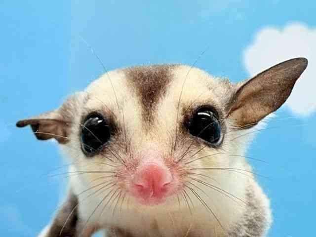 
                    フクロモモンガ