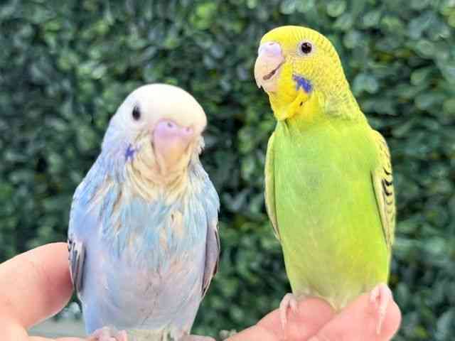 
                    セキセイインコ