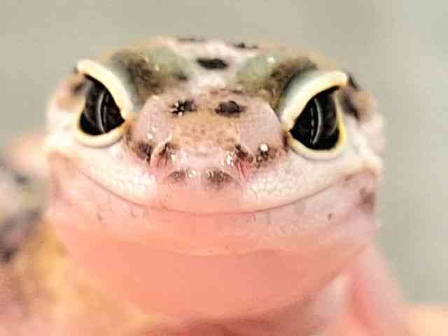 ヒョウモントカゲモドキ