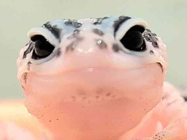 ヒョウモントカゲモドキ