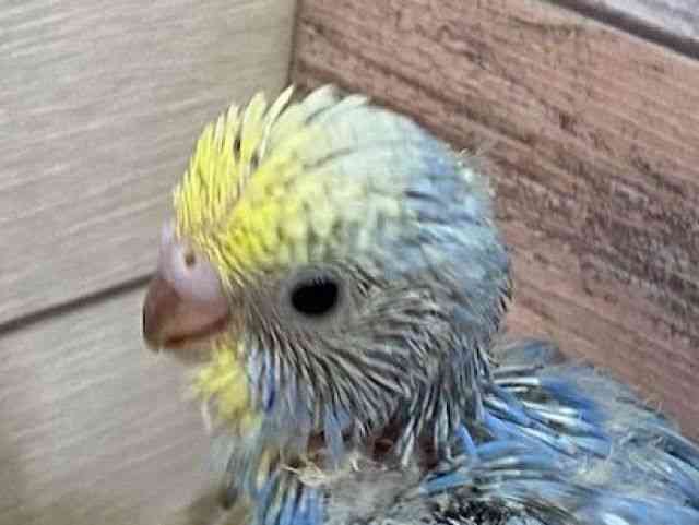 
                    セキセイインコ
