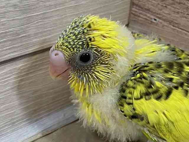 
                    セキセイインコ