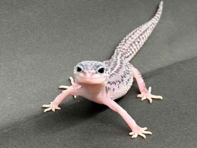 ヒョウモントカゲモドキ