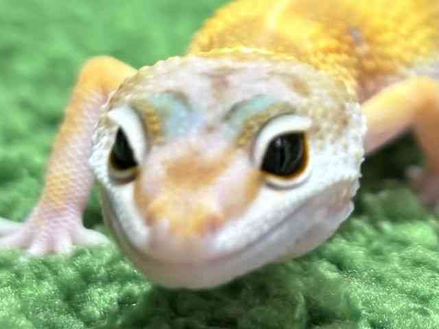 ヒョウモントカゲモドキ