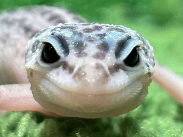 ヒョウモントカゲモドキ