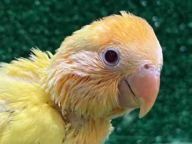 
                    コザクラインコ