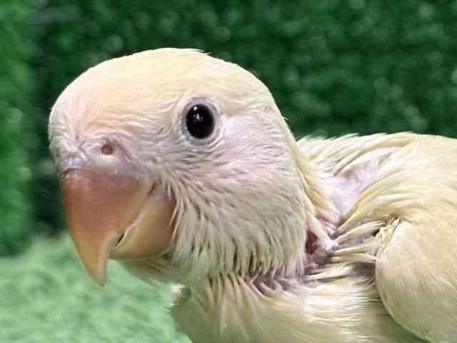 
                    コザクラインコ