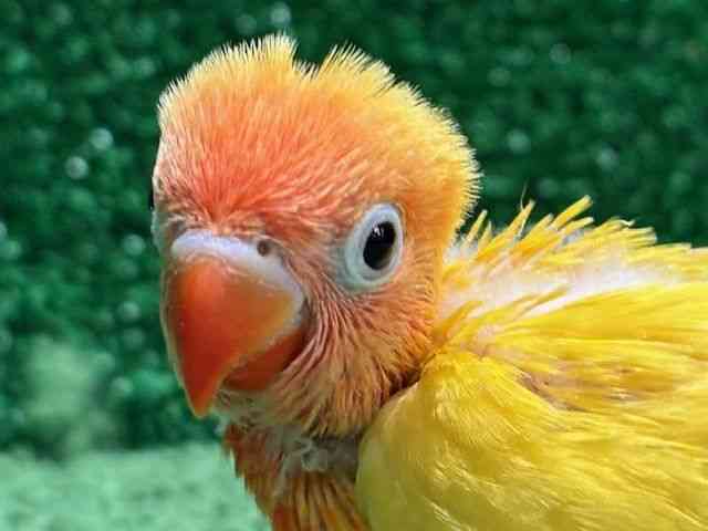 
                    ボタンインコ
