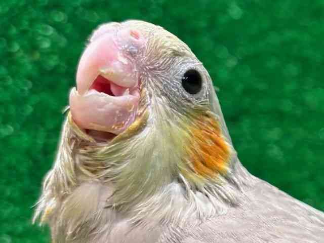 
                    オカメインコ