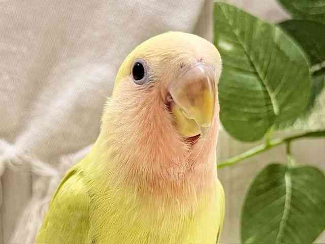 
                    コザクラインコ
