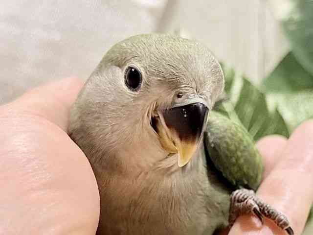 
                    コザクラインコ