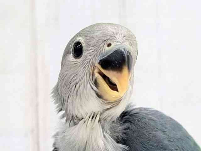 
                    コザクラインコ
