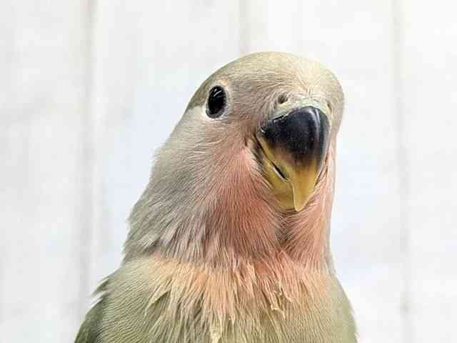 
                    コザクラインコ