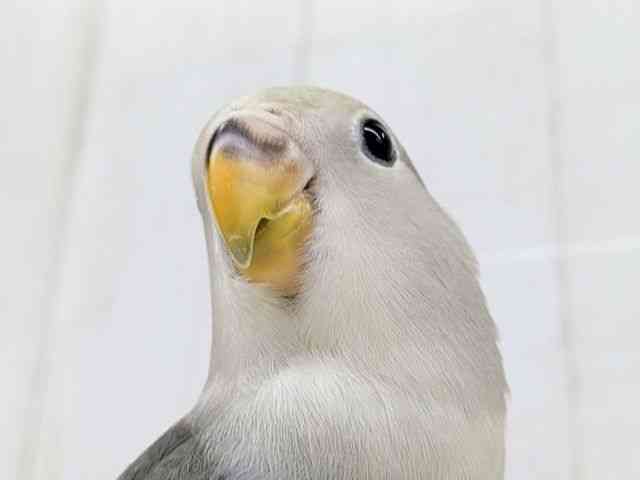 
                    コザクラインコ