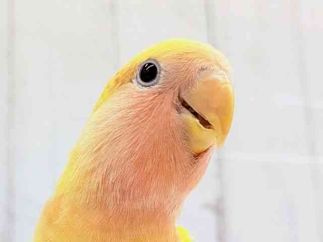 
                    コザクラインコ