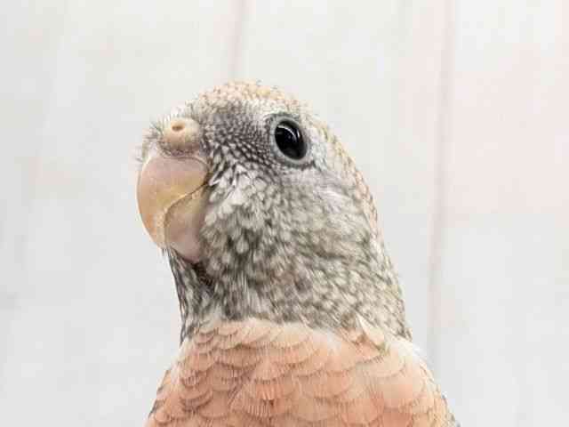 
                    アキクサインコ
