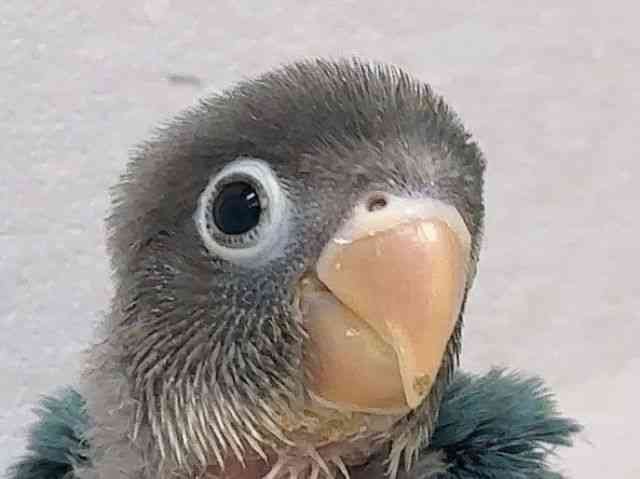 
                    ボタンインコ