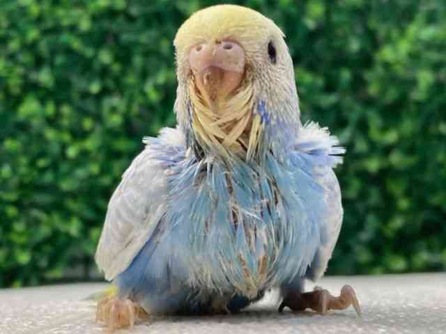 
                    セキセイインコ