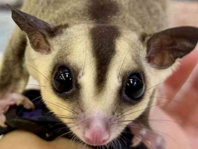 
                    フクロモモンガ