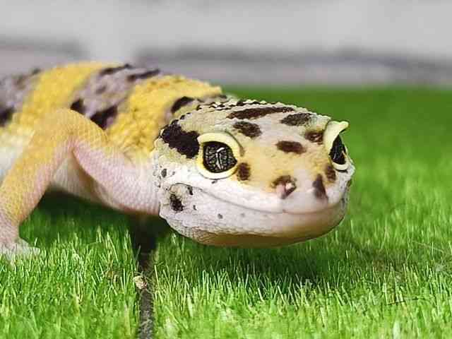 ヒョウモントカゲモドキ