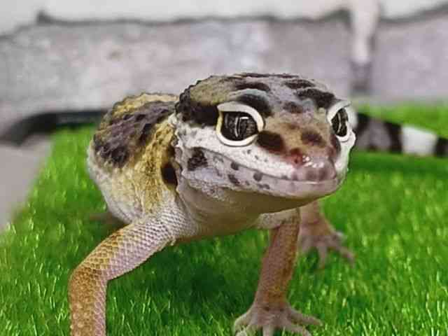 ヒョウモントカゲモドキ