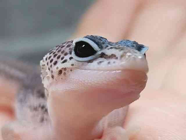 ヒョウモントカゲモドキ
