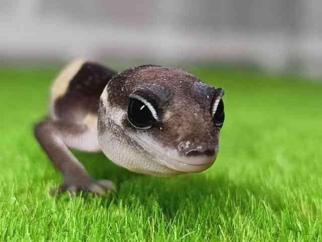 ニシアフリカトカゲモドキ
