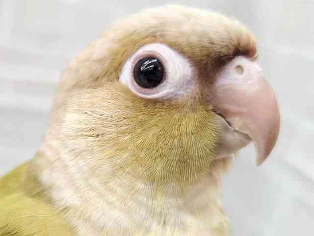 
                    ホオミドリアカオウロコインコ