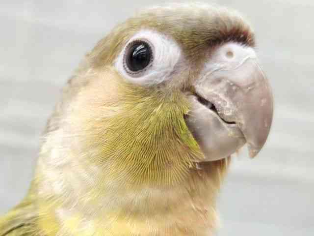 
                    ホオミドリアカオウロコインコ
