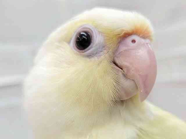 
                    ホオミドリアカオウロコインコ