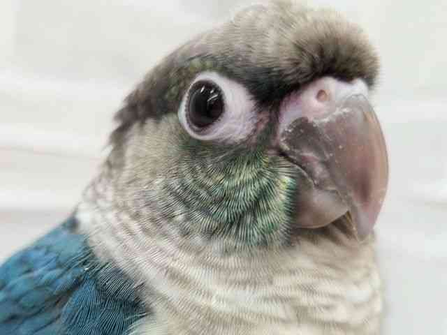 
                    ワキコガネイロウロコインコ