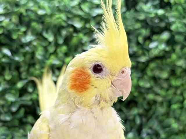 
                    オカメインコ