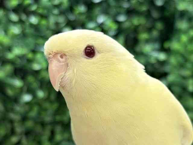 
                    サザナミインコ