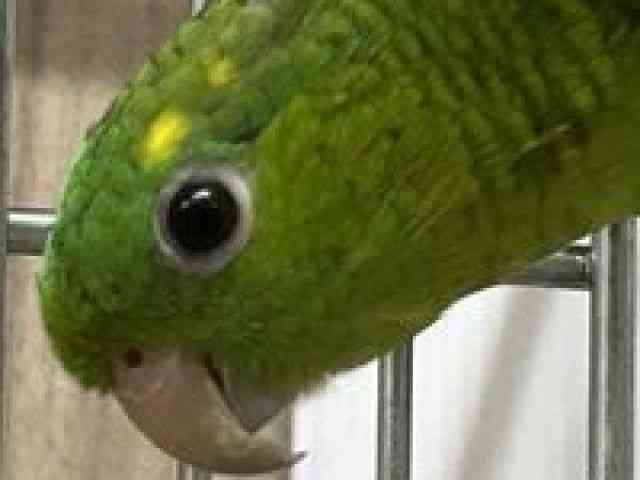
                    サザナミインコ