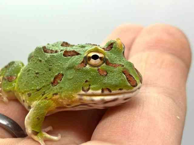 クランウェルツノガエル